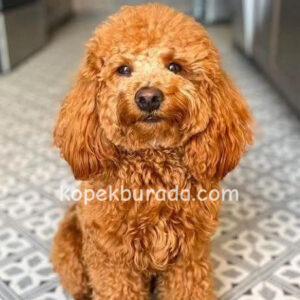 TOY POODLE SEVİMLİ YAVRULAR EV ÜRETİMİ