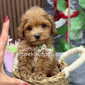 Maltipoo cinsi yavrular
