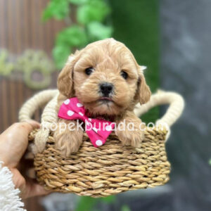 Maltipoo cinsi yavrular - fotoğraf 2