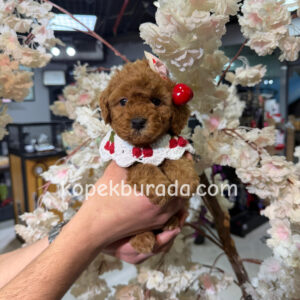 TOY POODLE SEVİMLİ YAVRULAR EV ÜRETİMİ