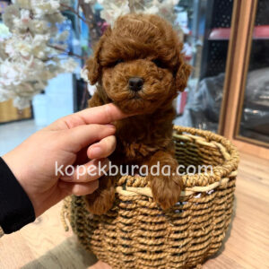 TOY POODLE SEVİMLİ YAVRULAR EV ÜRETİMİ
