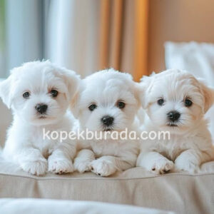 Maltese terrier cinsi yavrular ev üretimi yavrular - fotoğraf 2