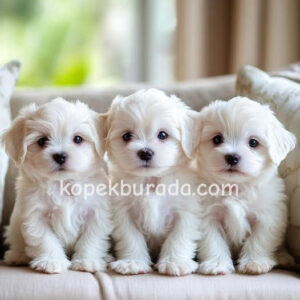 Maltese terrier cinsi yavrular ev üretimi yavrular