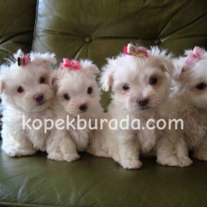 Maltese terrier cinsi yavrular ev üretimi yavrular