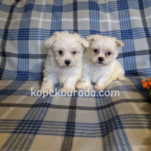 Maltese terrier cinsi yavrular ev üretimi yavrular - fotoğraf 2