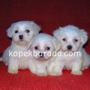 Maltese terrier cinsi yavrular ev üretimi yavrular