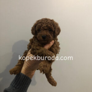 TOY POODLE SEVİMLİ YAVRULAR EV ÜRETİMİ