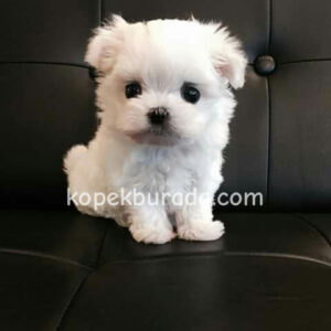 Maltese terrier cinsi yavrular ev üretimi yavrular