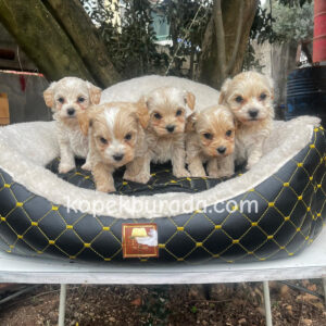 Maltipoo cinsi yavrular - fotoğraf 2