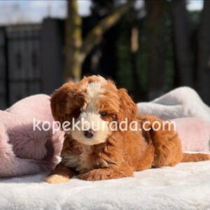 Maltipoo cinsi yavrular - fotoğraf 2