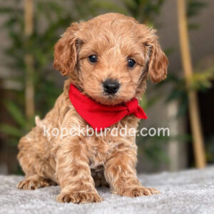 Maltipoo cinsi yavrular - fotoğraf 2