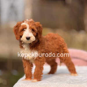 Maltipoo cinsi yavrular
