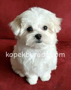 Maltese terrier cinsi yavrular ev üretimi yavrular - fotoğraf 2
