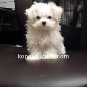 KAR BEYAZ MALTESE TERRİER CİNSLERİ