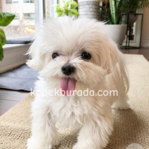 Maltese terrier cinsi yavrular ev üretimi yavrular