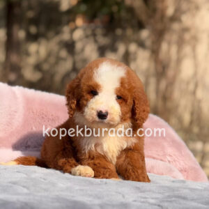 Maltipoo cinsi yavrular