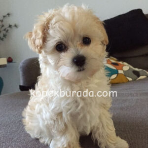 Maltese terrier cinsi yavrular ev üretimi yavrular - fotoğraf 2