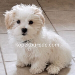 MALTESE