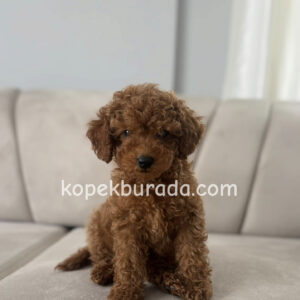 TOY POODLE SEVİMLİ YAVRULAR EV ÜRETİMİ