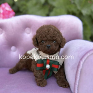 KIPKIRMIZI RED TOY POODLE SEVİMLİ YAVRULAR