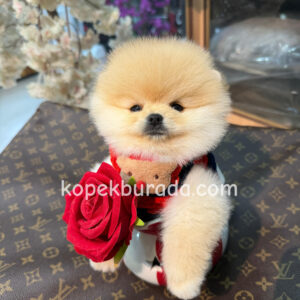 POMERRİAN BOO SEVİMLİ YAVRULAR