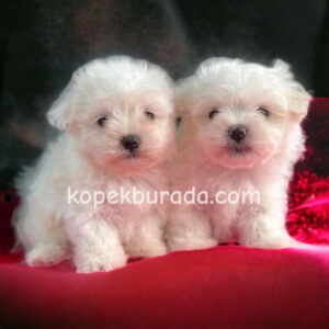 MALTESE TERRİER CİNSİ