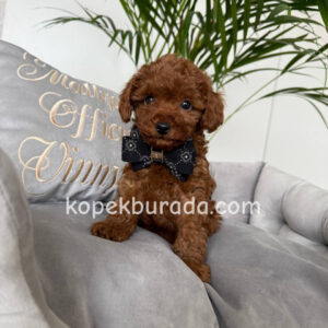TOY POODLE SEVİMLİ YAVRULAR EV ÜRETİMİ