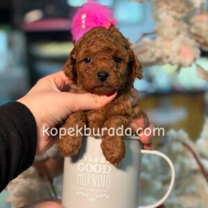 TOY POODLE SEVİMLİ YAVRULAR EV ÜRETİMİ