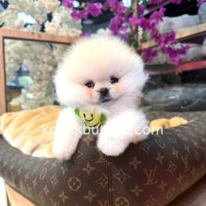 Pomeranian boo sevimli yavrular - fotoğraf 2