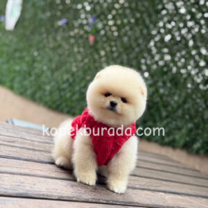 Sevimli pomeranian boo ayı suratlı yavrularımız - fotoğraf 2