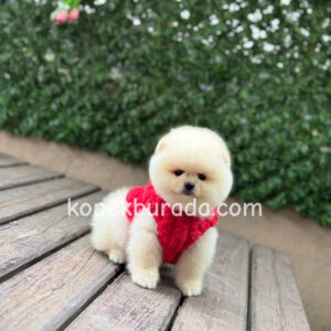 Pomeranian boo sevimli yavrular - fotoğraf 2