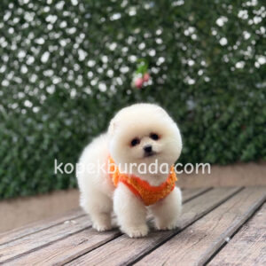 Pomeranian boo sevimli yavrular - fotoğraf 2