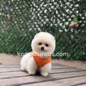 Pomeranian boo sevimli yavrular