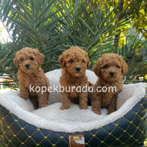 Toy poodle sevimli yavrular ev üretimi
