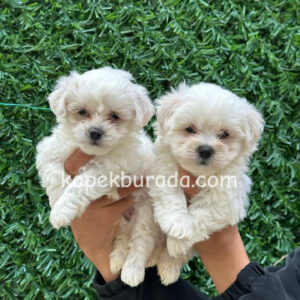 Maltese terrier cinsi yavrular ev üretimi yavrular