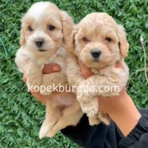 Maltipoo cinsi yavrular - fotoğraf 2