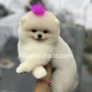 Pomeranian boo sevimli yavrular - fotoğraf 2