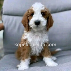 Kahve tonlu maltipoo cinsi yavrular