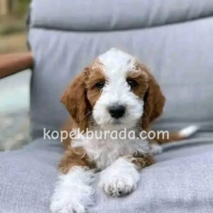 Kahve tonlu maltipoo cinsi yavrular - fotoğraf 2