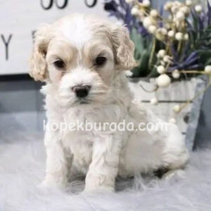 Kahve tonlu maltipoo cinsi yavrular