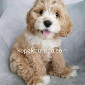 Maltipoo cinsi yavrular