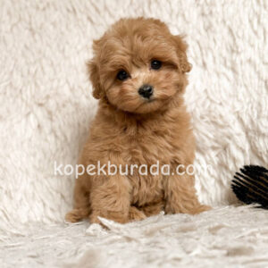 Kahve tonlu maltipoo cinsi yavrular - fotoğraf 2