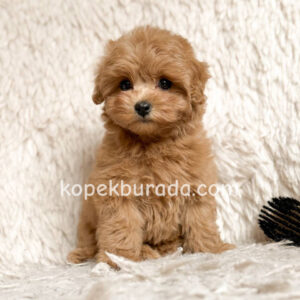 Kahve tonlu maltipoo cinsi yavrular