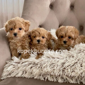 Maltipoo cinsi yavrular