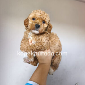 Maltipoo cinsi yavrular - fotoğraf 2