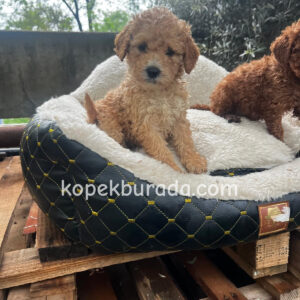 Maltipoo cinsi yavrular - fotoğraf 2