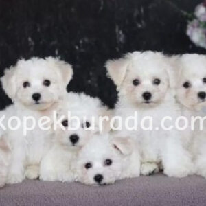 Maltese terrier cinsi yavrular ev üretimi yavrular