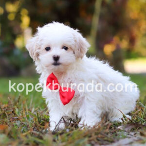 Maltese terrier cinsi yavrular ev üretimi yavrular