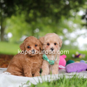 Maltipoo cinsi yavrular
