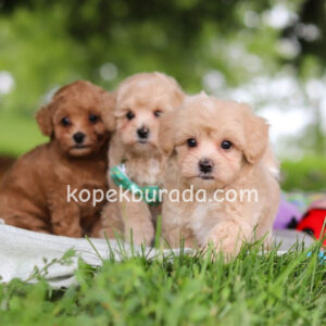 Maltipoo cinsi yavrular